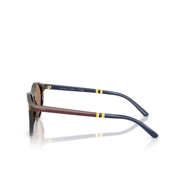 Vista traseira do óculos de sol POLO RALPH LAUREN PH4236 50037350 redondo Havana escuro com lentes marrons